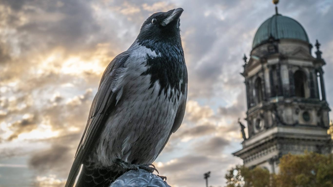 Eine Nebelkrähe am Berliner Dom: Die Vögel zieht es in die Städte.