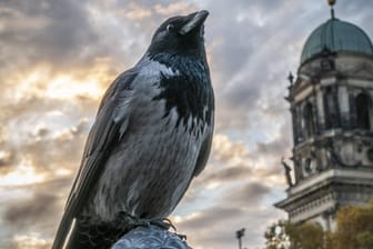 Eine Nebelkrähe am Berliner Dom: Die Vögel zieht es in die Städte.