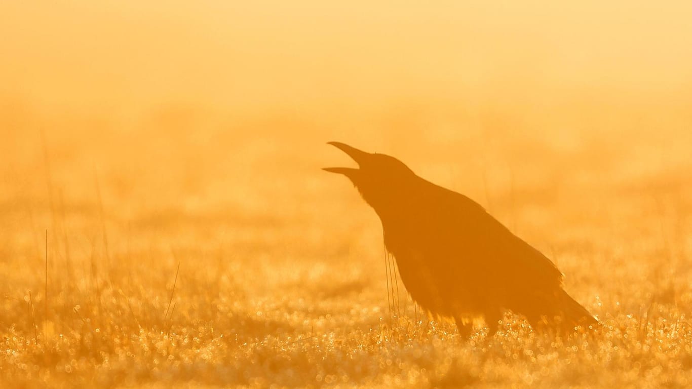 Eine Aaskrähe im Morgennebel: Naturschützer betonen immer wieder den Nutzen der Vögel.