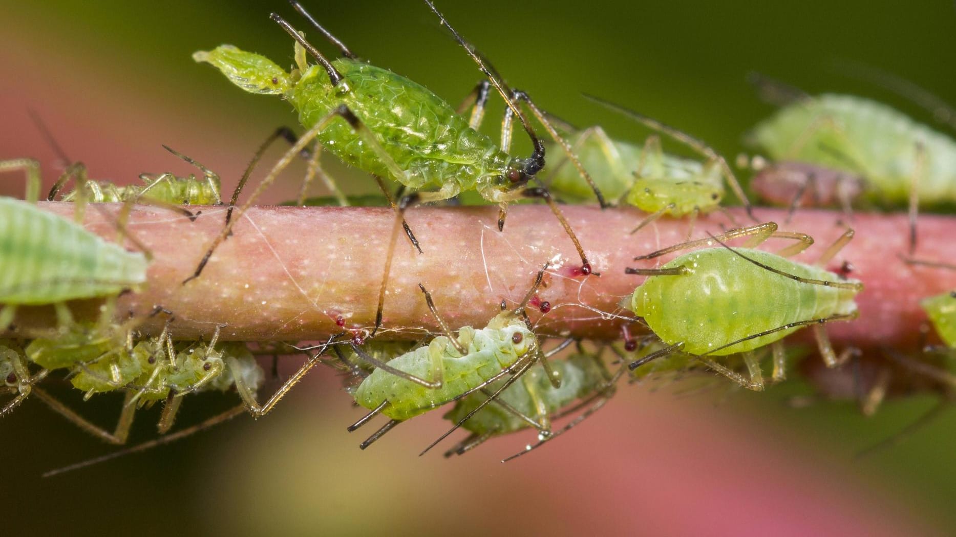 Blattläuse: Die Schädlinge übertragen allerlei Pflanzenkrankheiten – unter anderem auch Tomatenmosikvirus und Baumkrebs.