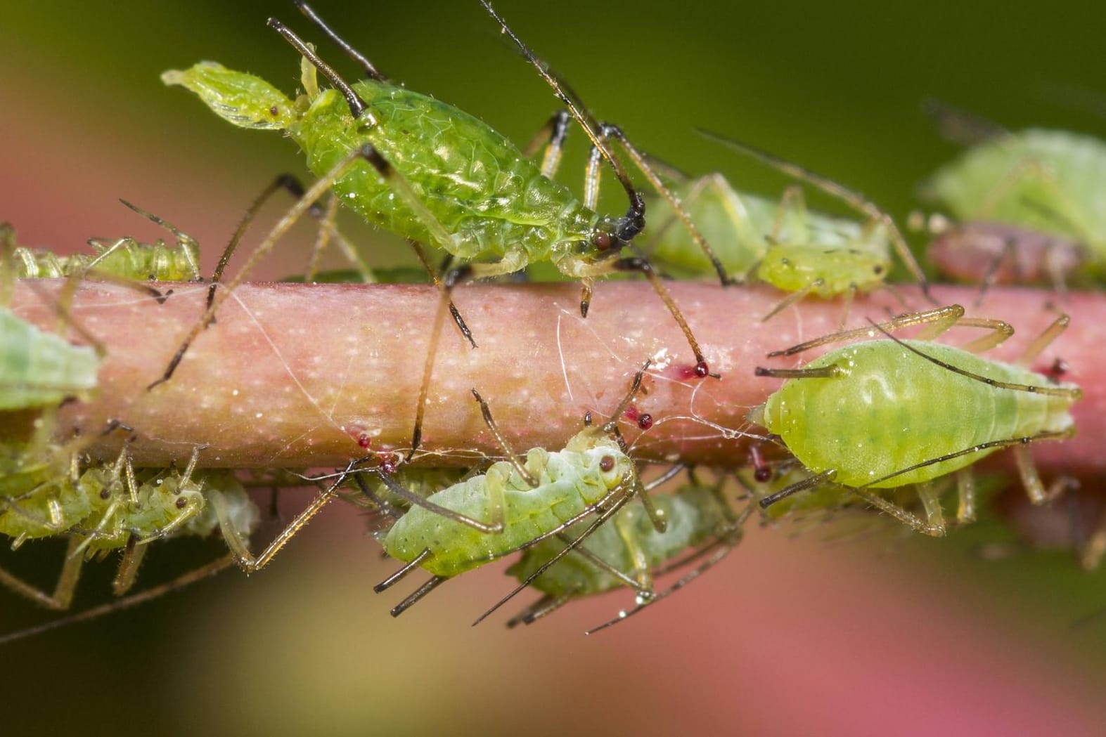 Blattläuse: Die Schädlinge übertragen allerlei Pflanzenkrankheiten – unter anderem auch Tomatenmosikvirus und Baumkrebs.