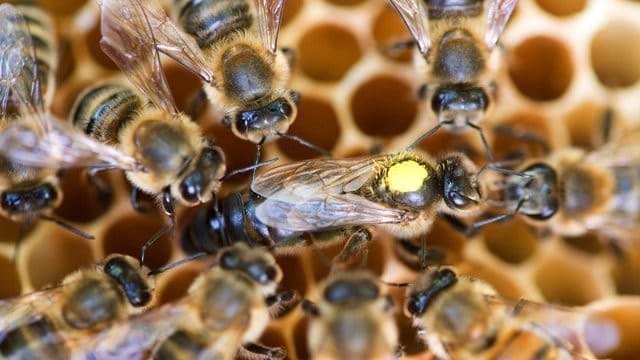 Eine Königin sitzt umringt von Honigbienen ihres Staates auf einer Wabe. Eine Königin sitzt umringt von Honigbienen ihres Staates auf einer Wabe.