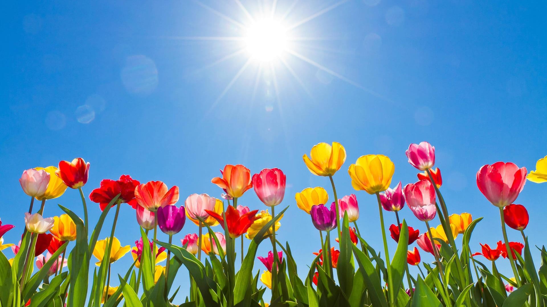 Sonne, blauer Himmel und bis zu 27 Grad: Das Wetter zeigt sich auch am Ostermontag noch einmal von seiner sommerlichen Seite. Sonne, blauer Himmel und bis zu 27 Grad: Das Wetter zeigt sich auch am Ostermontag noch einmal von seiner sommerlichen Seite.