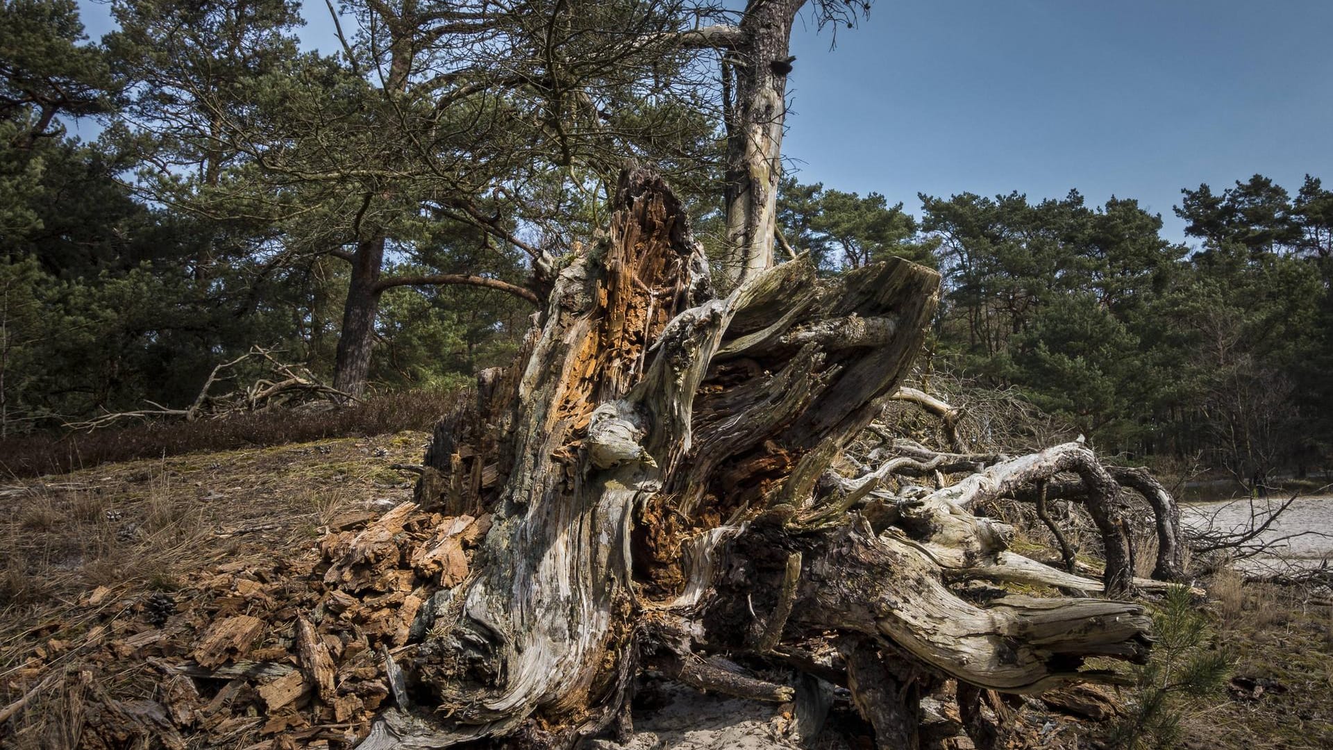 Ausgetrocknete Baumrinde: Die Waldbrandgefahr ist aktuell vielerorts sehr hoch – Schuld sind jedoch nicht die sommerlichen Temperaturen.