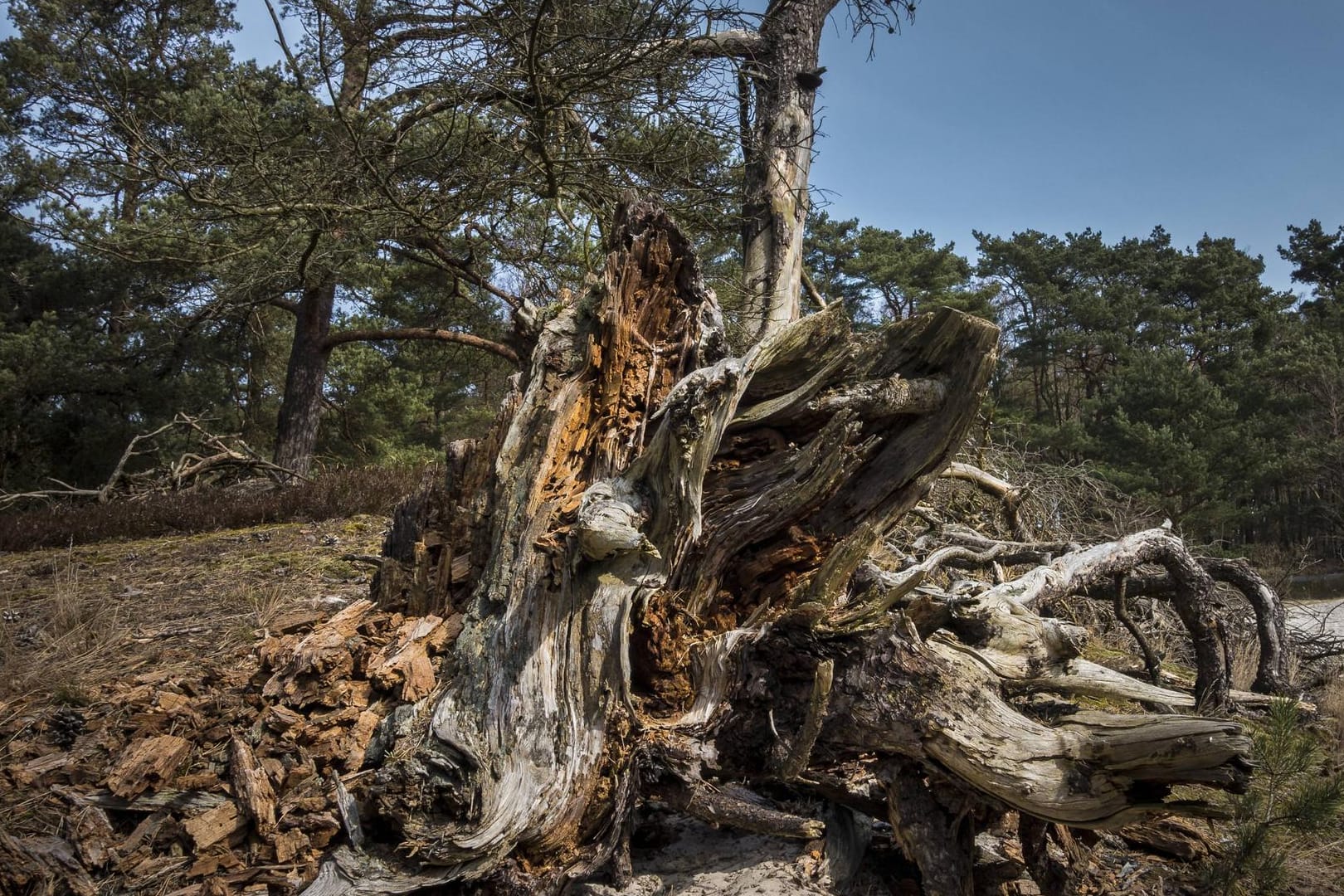 Ausgetrocknete Baumrinde: Die Waldbrandgefahr ist aktuell vielerorts sehr hoch – Schuld sind jedoch nicht die sommerlichen Temperaturen.