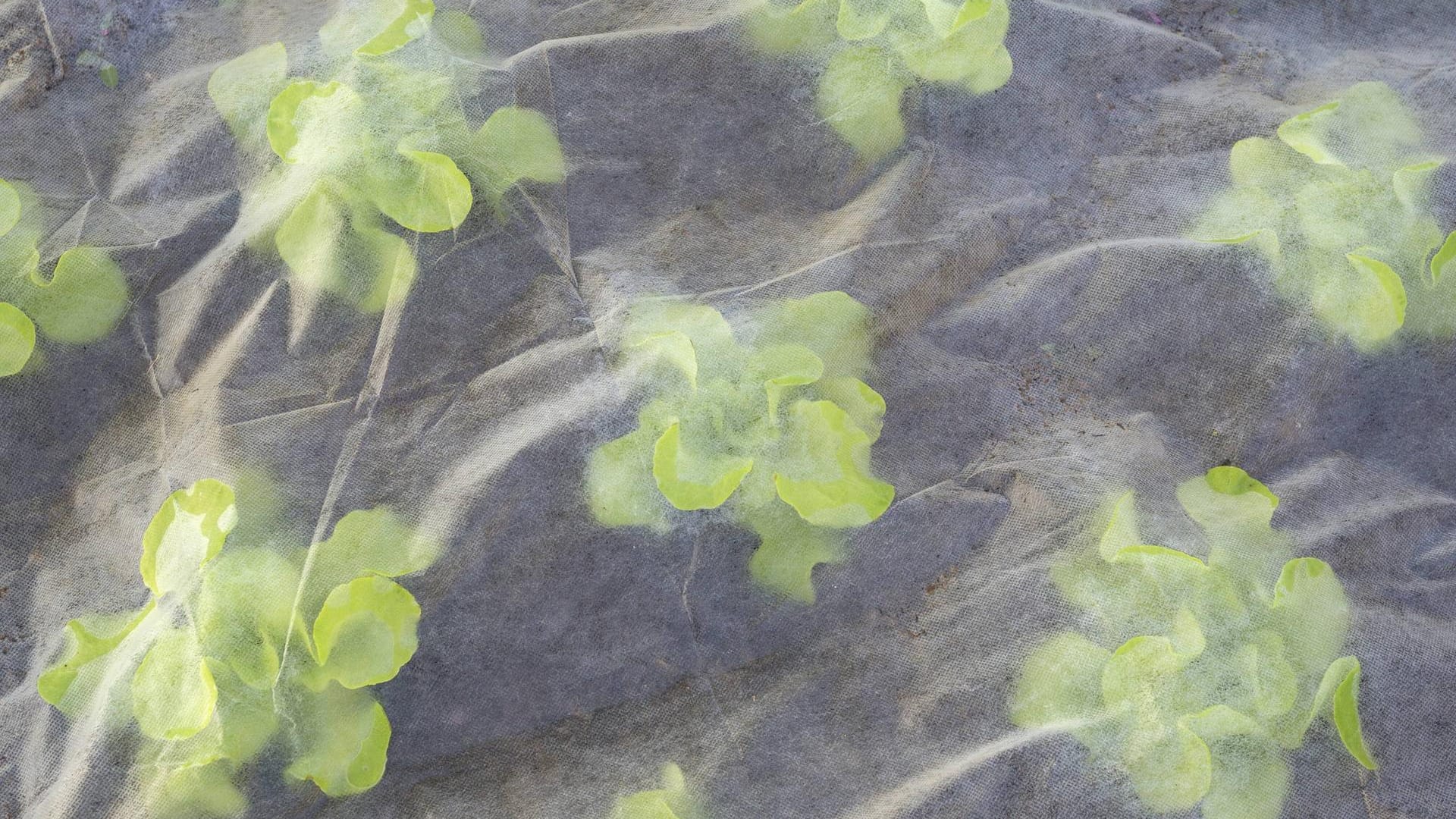 Kopfsalat unter Gartenvlies: Gemüse sollte vor den Eisheiligen geschützt werden.