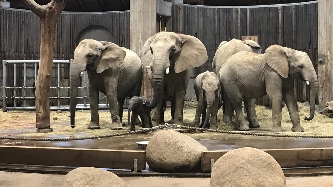 Das neue Familienmitglied "Gus" steht inmitten der Elefantenherde im Grünen Zoo Wuppertal.