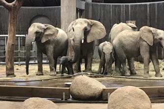 Das neue Familienmitglied "Gus" steht inmitten der Elefantenherde im Grünen Zoo Wuppertal.