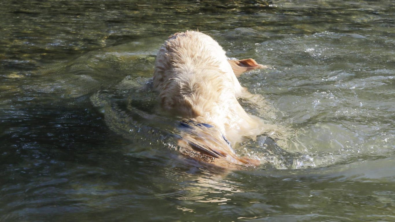 Makabrer Fund in einem Teich in Bielefeld (Symbolbild): Spaziergänger haben einen in Bettlaken eingewickelten Kadaver eines Hundes entdeckt.