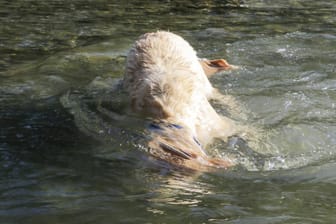 Makabrer Fund in einem Teich in Bielefeld (Symbolbild): Spaziergänger haben einen in Bettlaken eingewickelten Kadaver eines Hundes entdeckt.