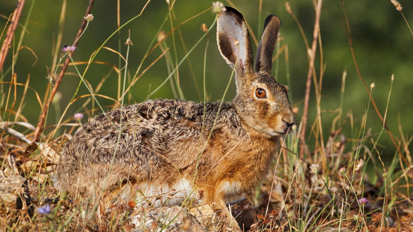 Europäischer Hase: Die Hasenpest wird unter anderem auch von Hasen, Kaninchen und Eichhörnchen übertragen.