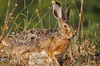 Europäischer Hase: Die Hasenpest wird unter anderem auch von Hasen, Kaninchen und Eichhörnchen übertragen.
