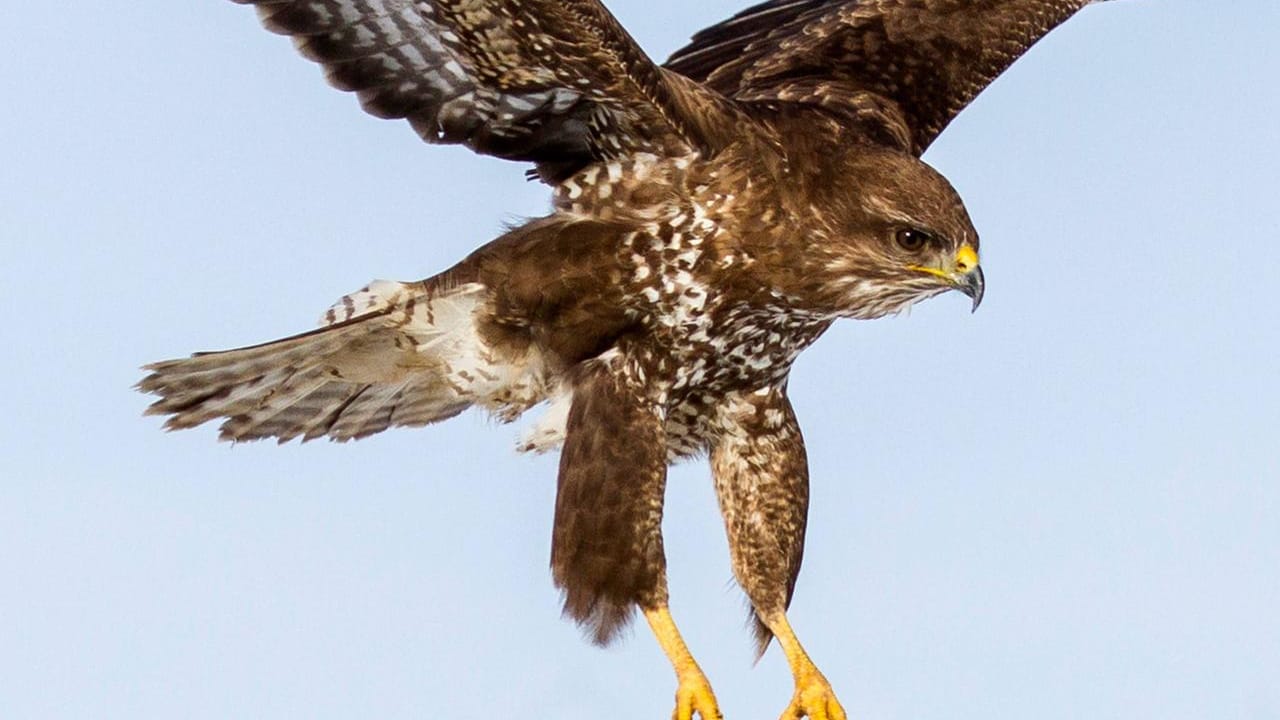 Ein Mäusebussard: Ein Motorradfahrer kam wegen des Vogels zu Fall. (Symbolbild)