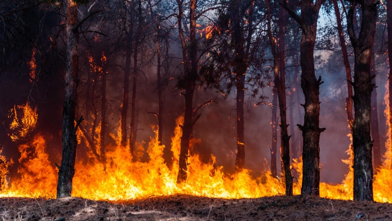 Waldbrand: In Thüringen stehen offenbar mehrere Hektar Wald in Flammen (Symbolbild)