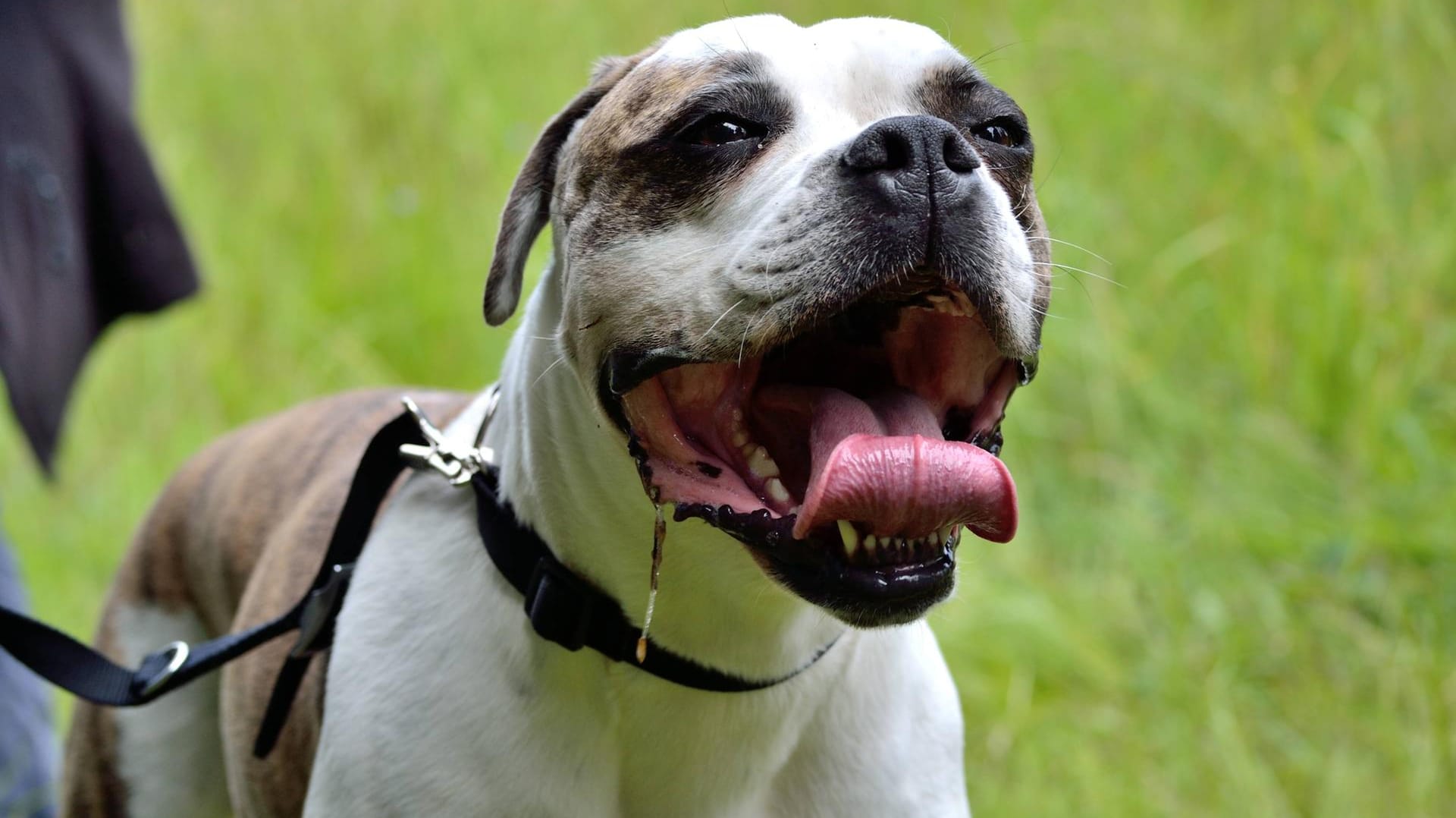 Amerikanische Bulldogge: Die Hunderasse wird in einigen Bundesländern auf der Liste der gefährlichen Hunderassen geführt.