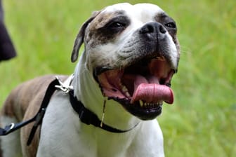 Amerikanische Bulldogge: Die Hunderasse wird in einigen Bundesländern auf der Liste der gefährlichen Hunderassen geführt.