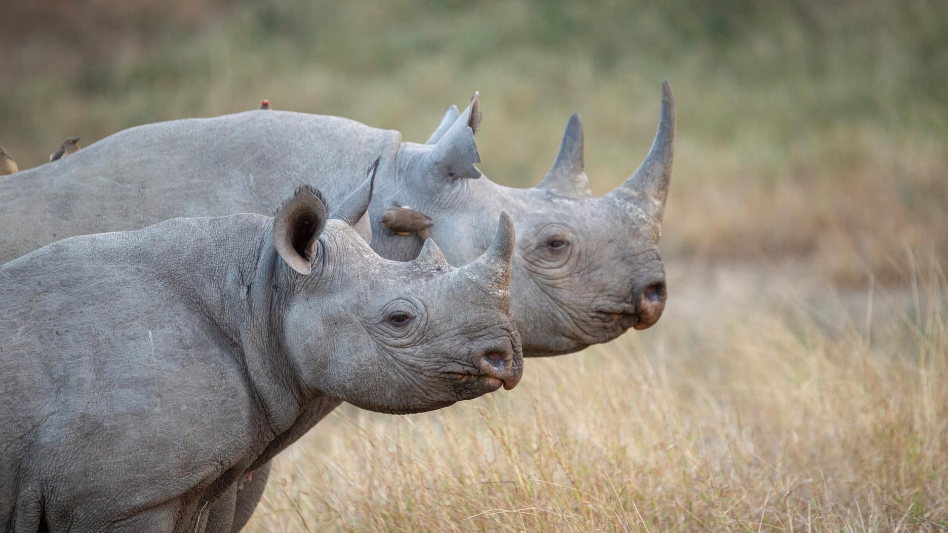 Spitzmaulnashörner: Die Tiere sind vom Aussterben bedroht.