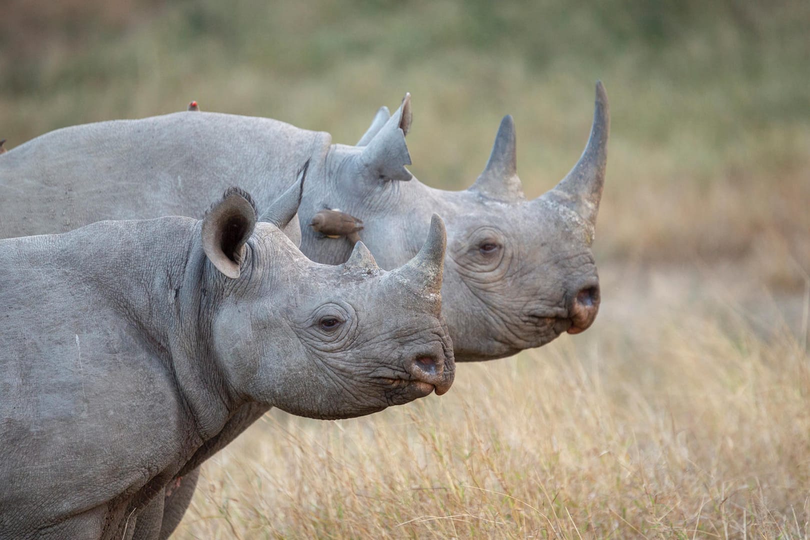 Spitzmaulnashörner: Die Tiere sind vom Aussterben bedroht.