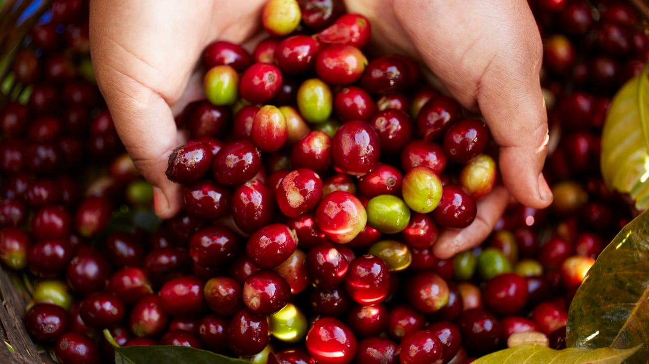 Beim Kaffeeanbau und in der Weiterverarbeitung ist Fingerspitzengefühl gefragt. Beim Kaffeeanbau und in der Weiterverarbeitung ist Fingerspitzengefühl gefragt.