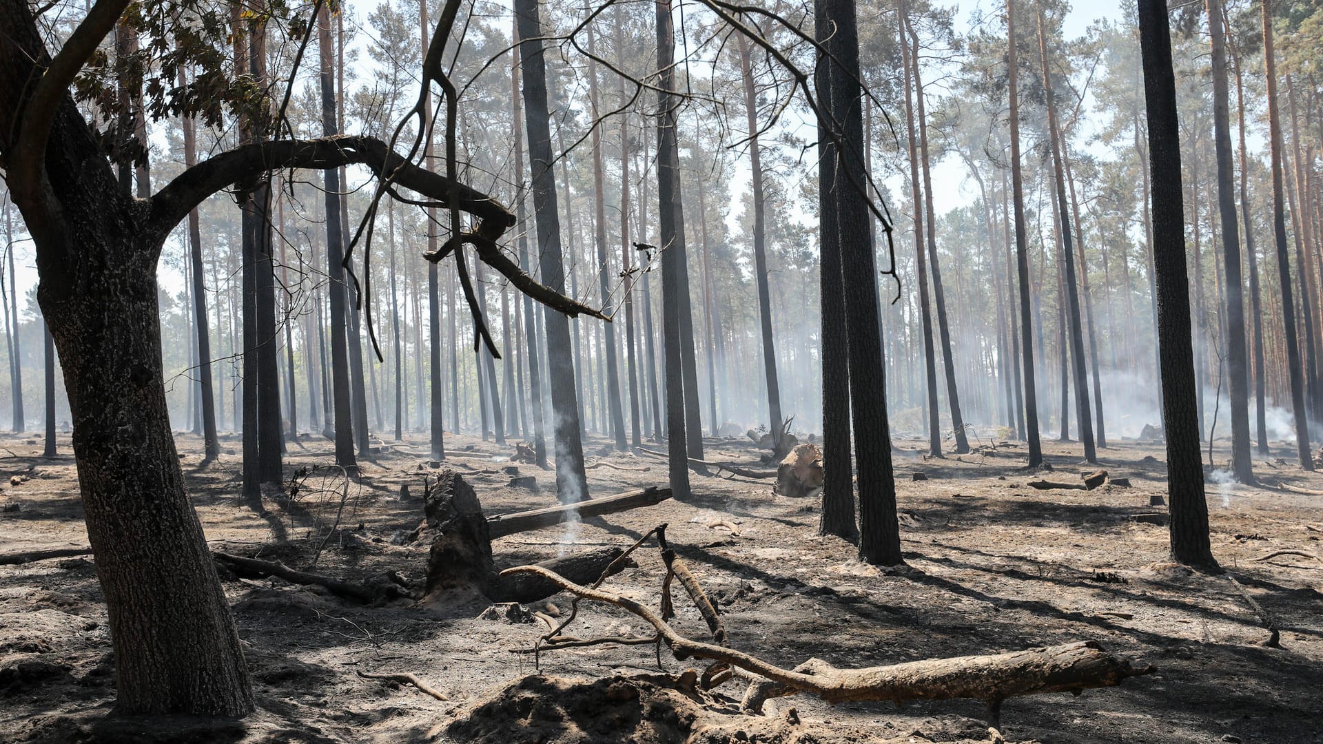 Waldbrand: Durch den ausbleibenden Regen gab es bereits mehrere Waldbrände in Deutschland.