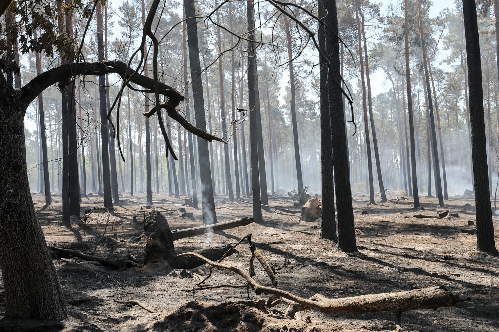 Waldbrand: Durch den ausbleibenden Regen gab es bereits mehrere Waldbrände in Deutschland.