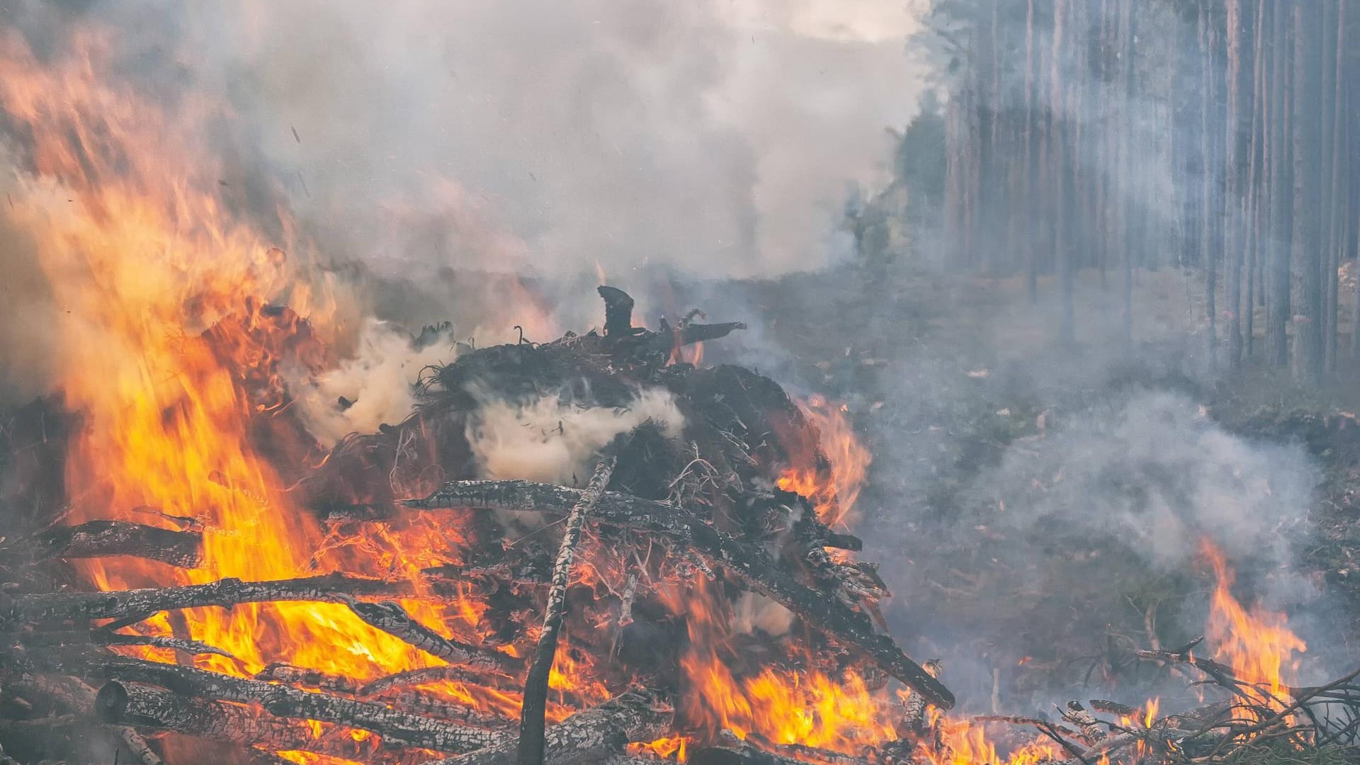 Waldbrand: Fahrlässige und vorsätzliche Brandstiftung sind Straftaten, schwere Fälle können mit Gefängnis bestraft werden.