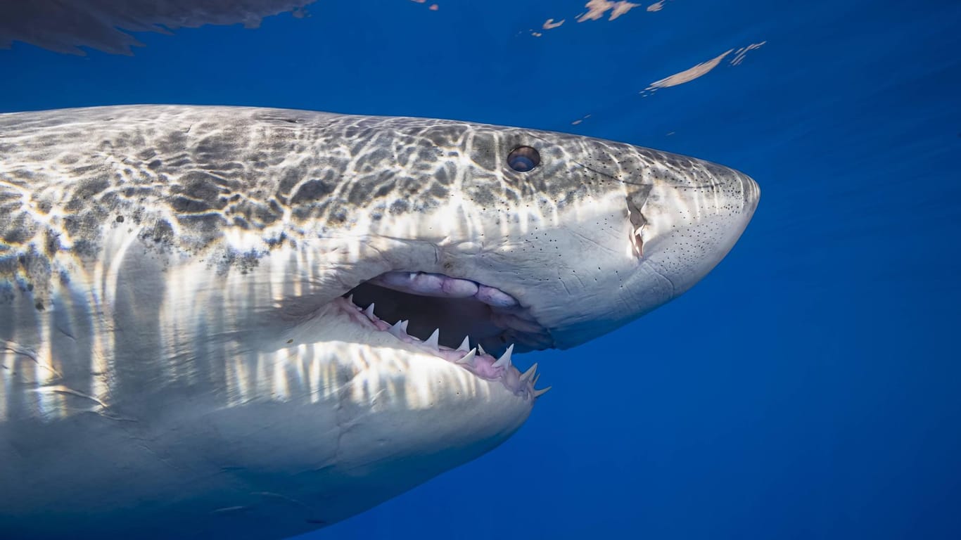 Weißer Hai: Die Fische gehören zu den gefährdeten Arten. (Symbolfoto)