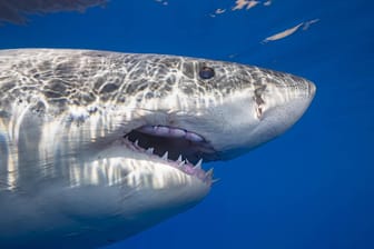 Weißer Hai: Die Fische gehören zu den gefährdeten Arten. (Symbolfoto)