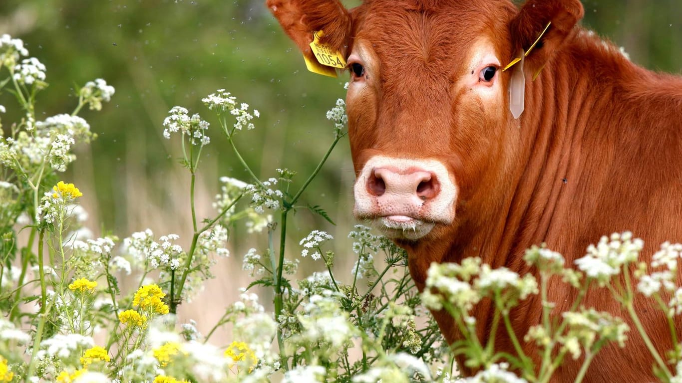 Ein Stier auf einer Weide: Ein aggressives Exemplar wurde von der Polizei erlegt. Zuvor war das Tier von einem Schlachthof geflohen. (Symbolfoto)