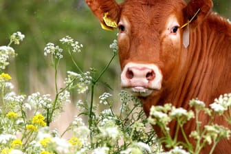 Ein Stier auf einer Weide: Ein aggressives Exemplar wurde von der Polizei erlegt. Zuvor war das Tier von einem Schlachthof geflohen. (Symbolfoto)