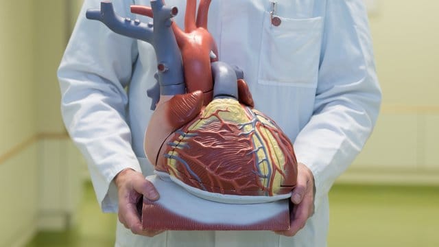 Herzerkrankungen seien laut DGK die häufigste Todesursache in Deutschland. Herzerkrankungen seien laut DGK die häufigste Todesursache in Deutschland.