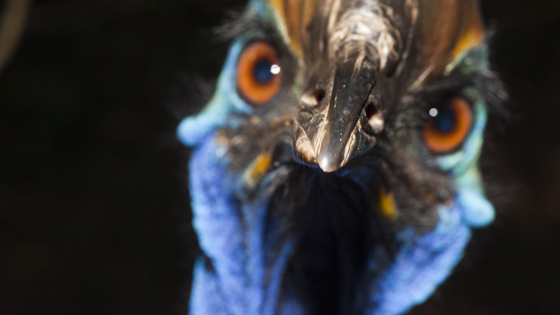 Ein australischer Kasuar: Der Riesenvogel ist in freier Wildbahn nur noch selten.