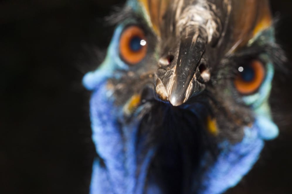Ein australischer Kasuar: Der Riesenvogel ist in freier Wildbahn nur noch selten.