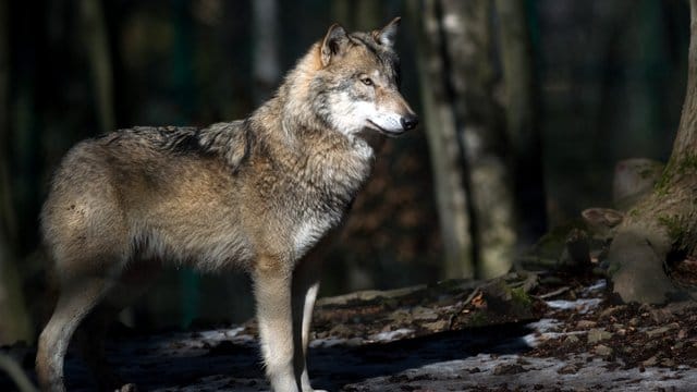 Ein Wolf steht in seinem Freigehege im Tierpark Hexentanzplatz in Sachsen-Anhalt.