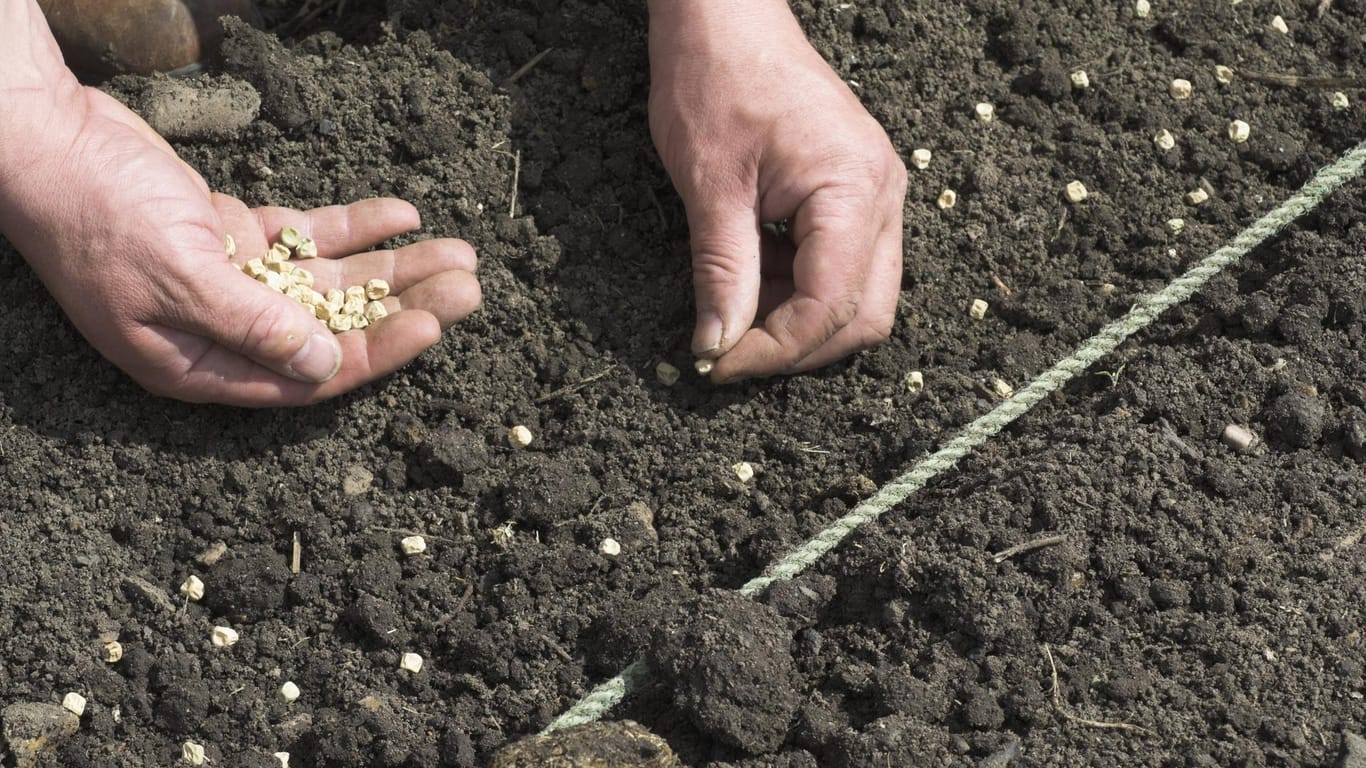 Samen säen: Damit die Gemüsepflanzen später genügend Platz haben, können Sie einfache Hilfsmittel nutzen.