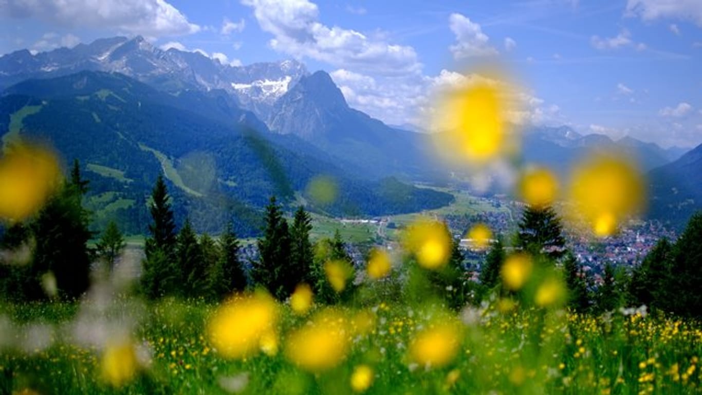 Gelbe Blumen blühen auf einer Wiese am Wank in Garmisch-Partenkirchen.