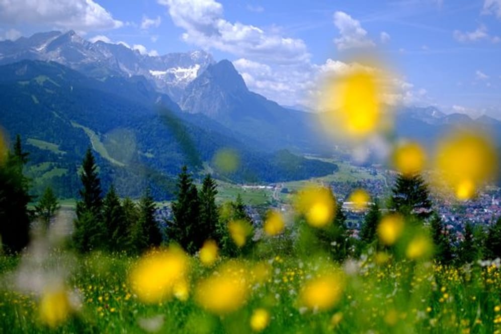 Gelbe Blumen blühen auf einer Wiese am Wank in Garmisch-Partenkirchen.