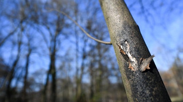 Mit Rußrindenkrankheit befallener Baum