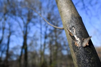 Mit Rußrindenkrankheit befallener Baum