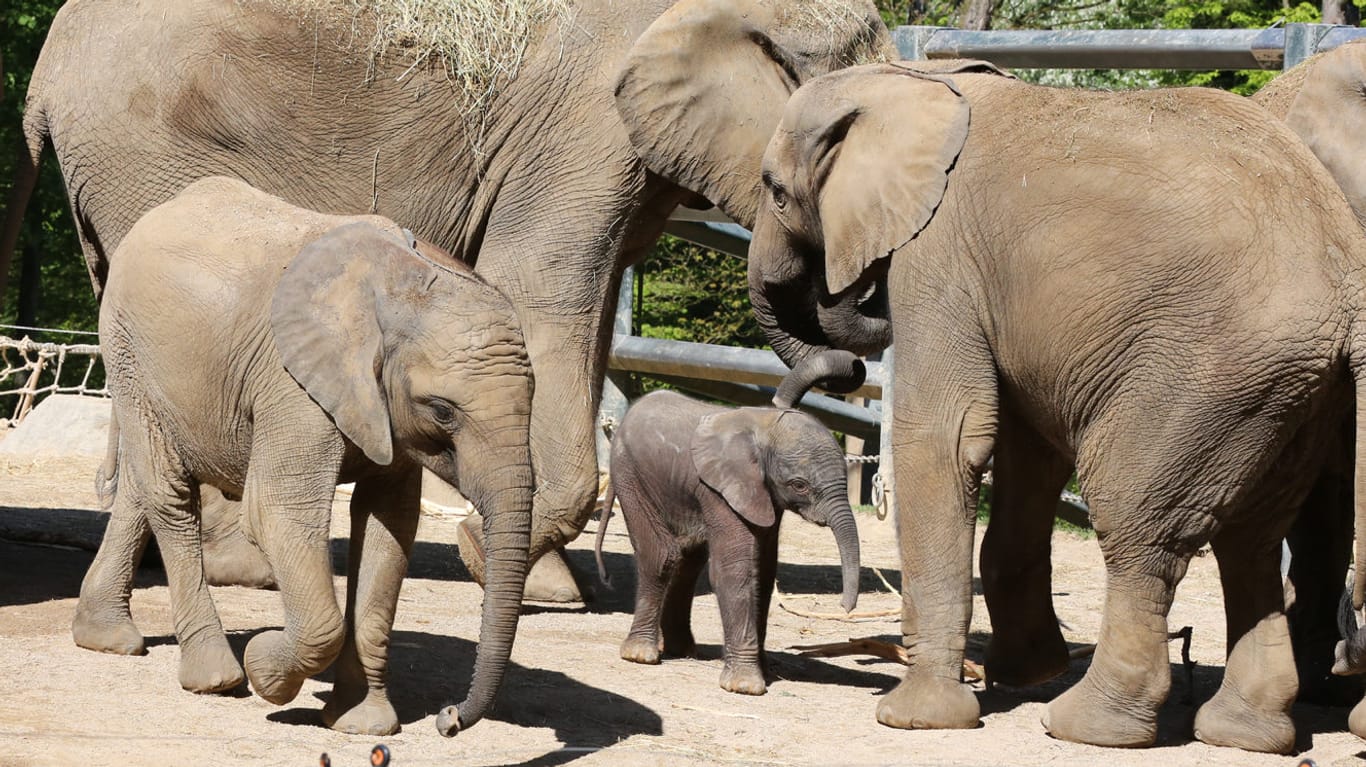 Das Elefantenjungtier "Gus" mit seiner Herde im Außengehege im Grünen Zoo Wuppertal.