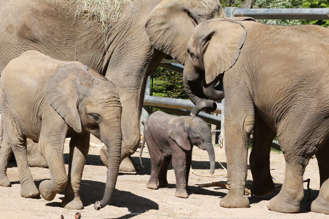 Das Elefantenjungtier "Gus" mit seiner Herde im Außengehege im Grünen Zoo Wuppertal.