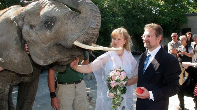 Hochzeit im Zoo: Auch im Tierpark Berlin konnten sich Heiratswillige das Ja-Wort zwischen Elefanten geben.