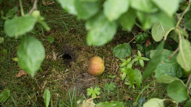 Wühlmäuse legen ein weitläufiges Gängesystem im Boden an.