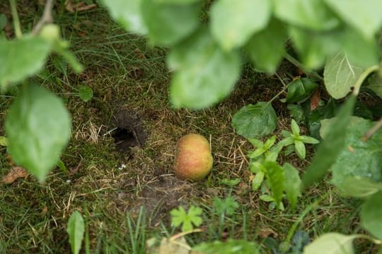 Wühlmäuse legen ein weitläufiges Gängesystem im Boden an.