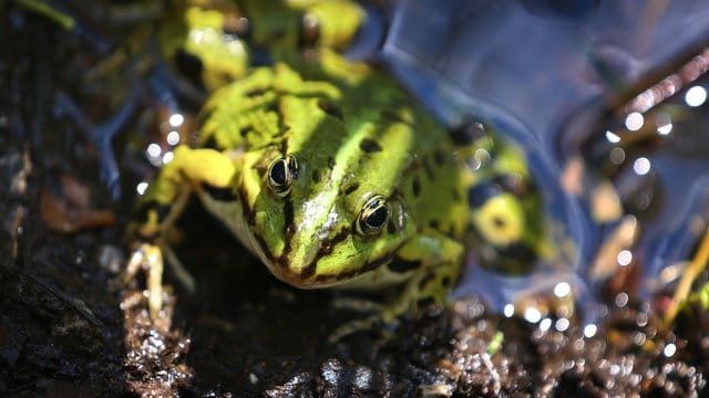 Ein Wasserfrosch blickt in die Kamera des Fotografen. Ein Wasserfrosch blickt in die Kamera des Fotografen.