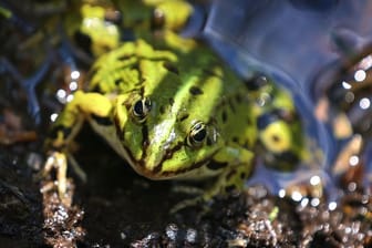 Ein Wasserfrosch blickt in die Kamera des Fotografen.