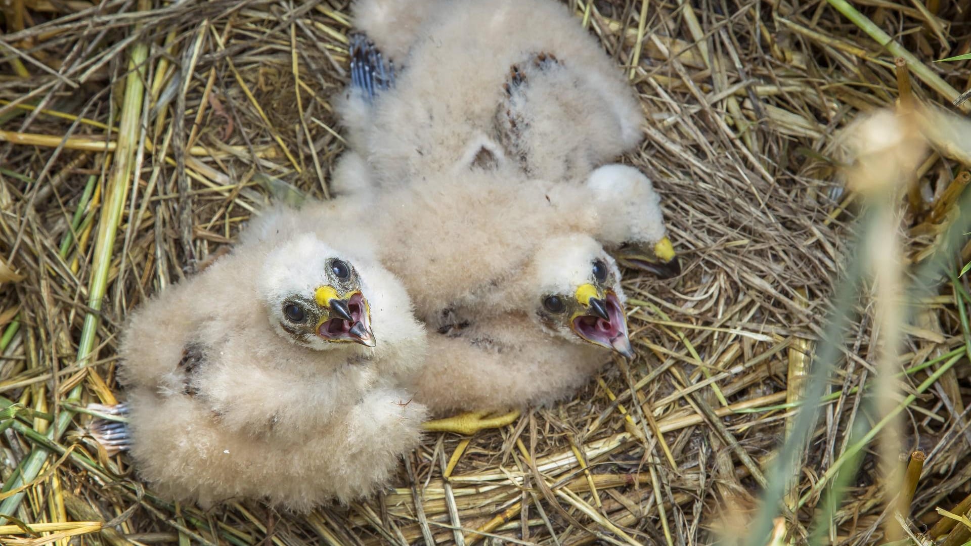 Wiesenweihe: Vogelküken, die auf dem Boden sitzen, benötigen selten menschliche Hilfe.