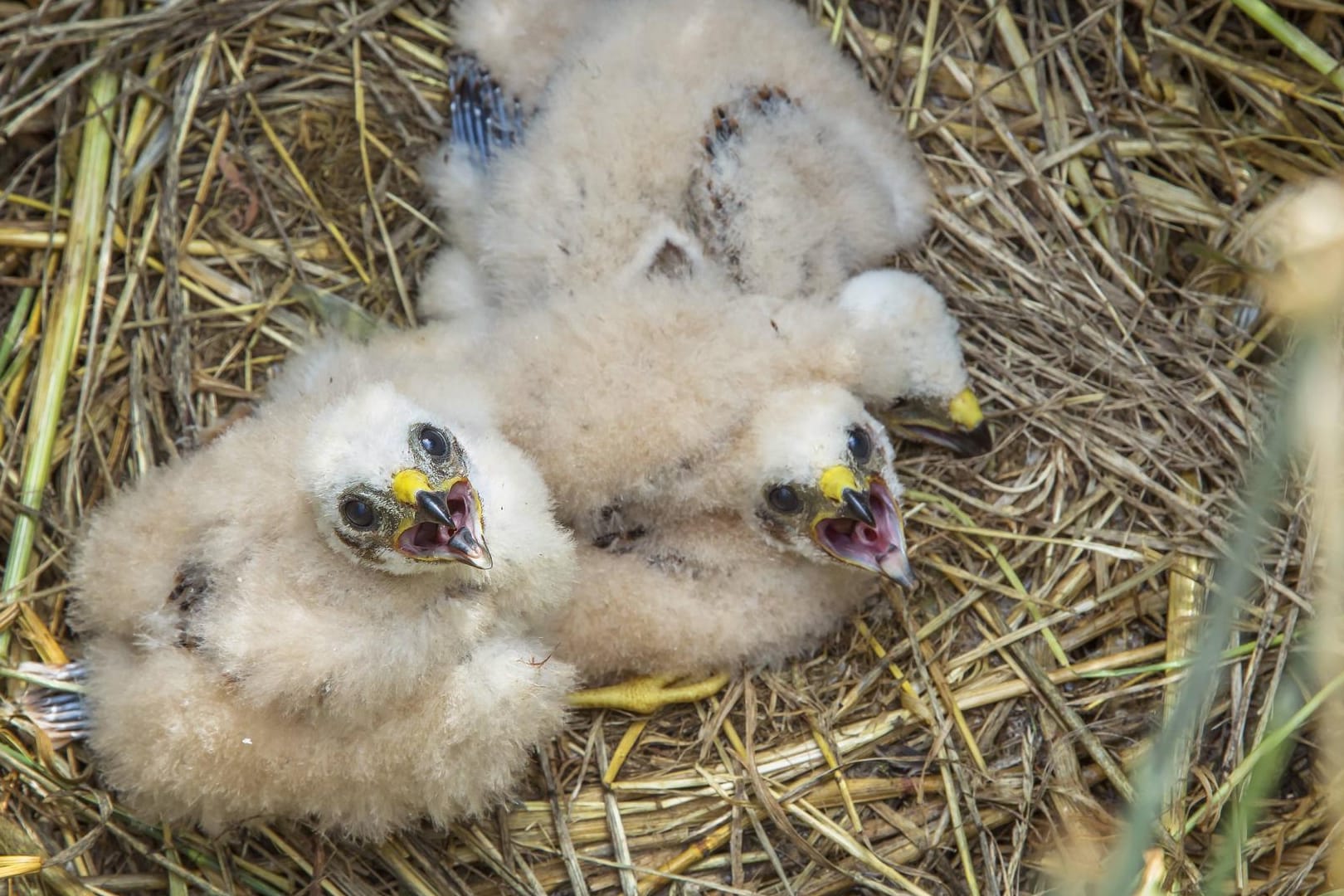 Wiesenweihe: Vogelküken, die auf dem Boden sitzen, benötigen selten menschliche Hilfe.