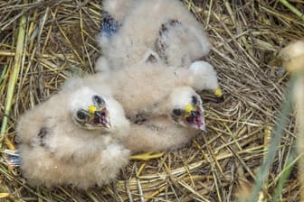 Wiesenweihe: Vogelküken, die auf dem Boden sitzen, benötigen selten menschliche Hilfe.