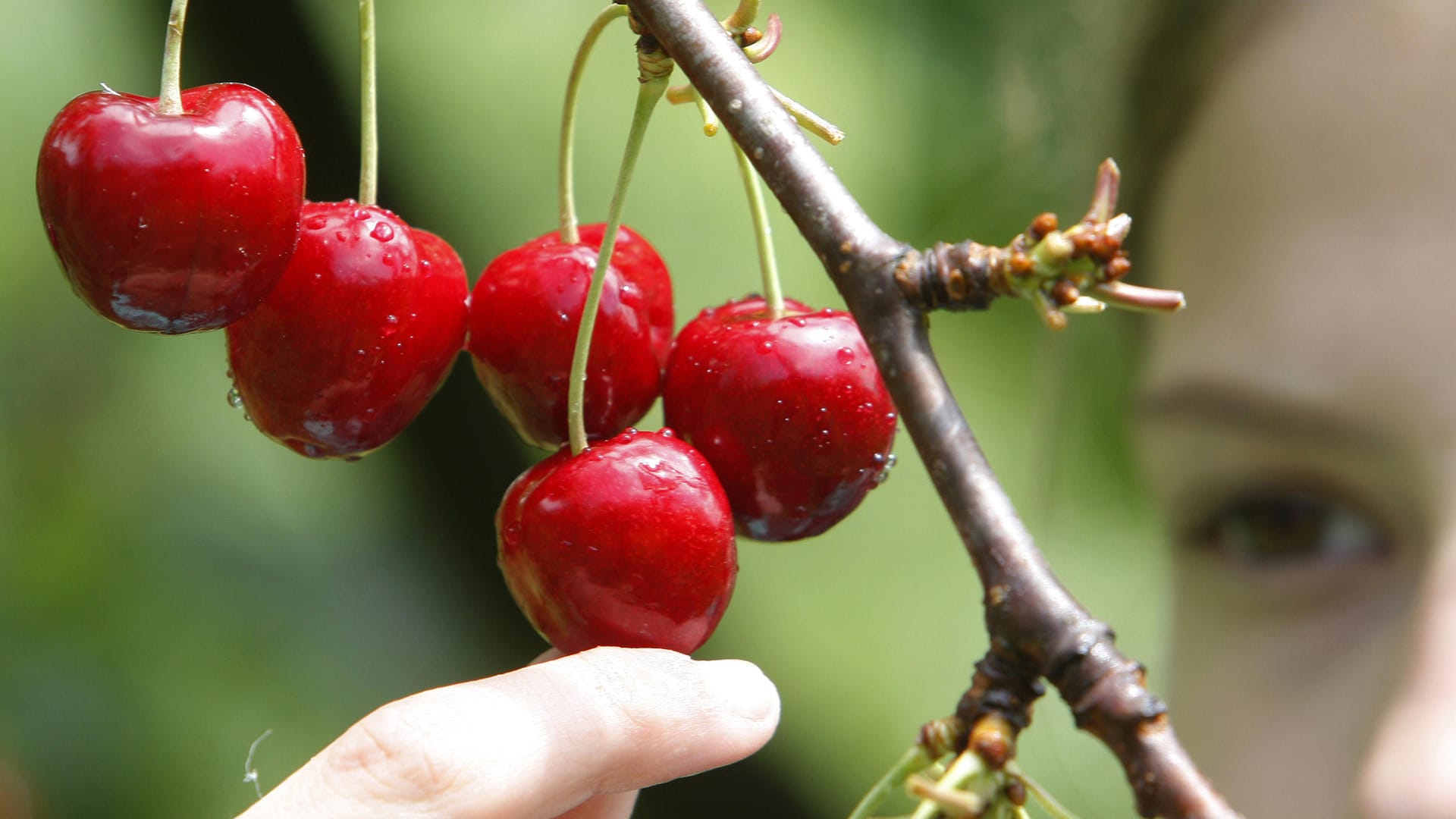 Kirschbaum: Um saftige reife Kirschen ernten zu können, müssen die Früchte ab dem Frühjahr vor Schädlingen geschützt werden.